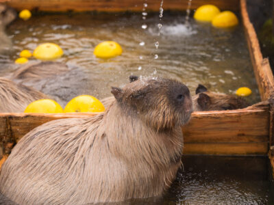 冬の動物園／カピバラの温泉入浴